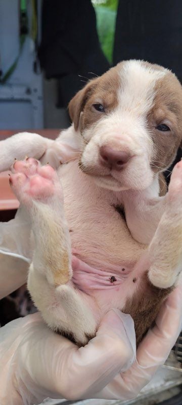 30 Puppies Left Abandoned in a Box: The Heart-Pounding Rescue Story-1