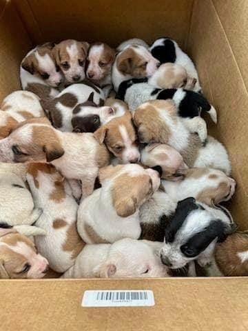 30 Puppies Left Abandoned in a Box: The Heart-Pounding Rescue Story-1