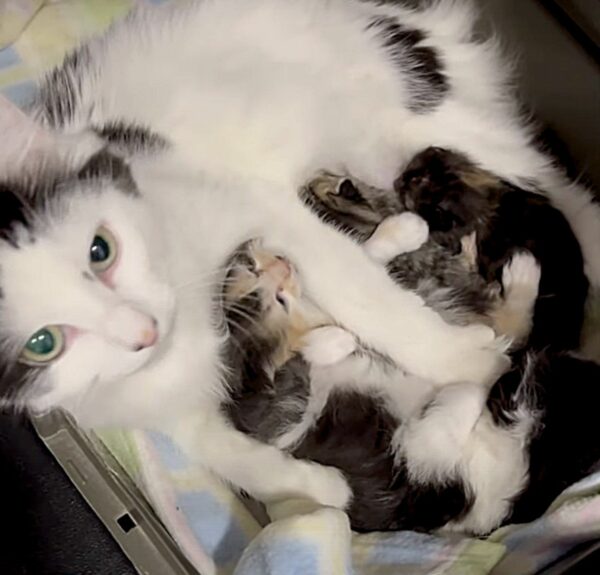 A Cat’s 99-Day Journey: From Motherhood to Finding Her Forever Home-1