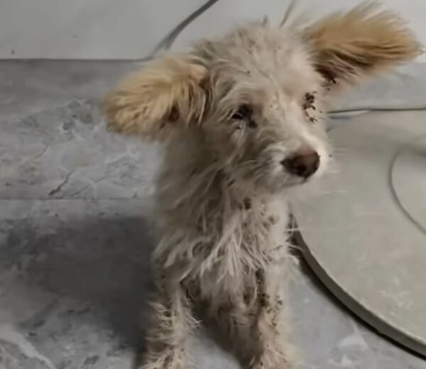 A Lonely Puppy Finds Hope and Love Under a Tree-1