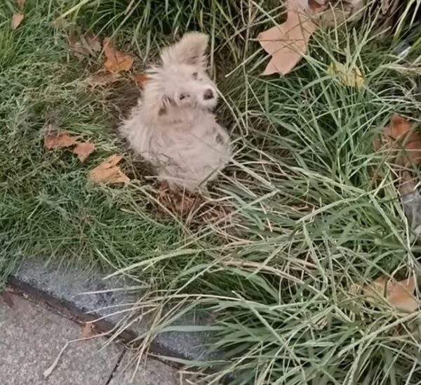 A Lonely Puppy Finds Hope and Love Under a Tree-1