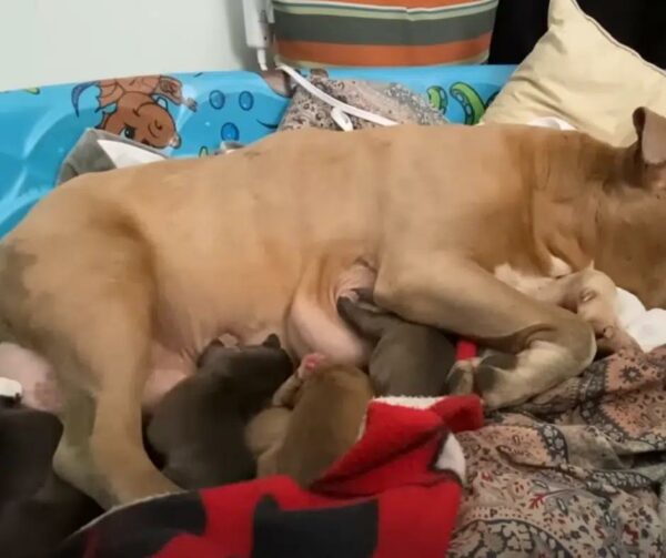 A Miraculous Encounter: How One Man's Compassion Changed a Pregnant Pit Bull's Fate-1