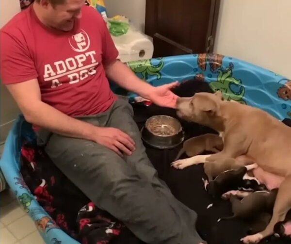 A Miraculous Encounter: How One Man's Compassion Changed a Pregnant Pit Bull's Fate-1