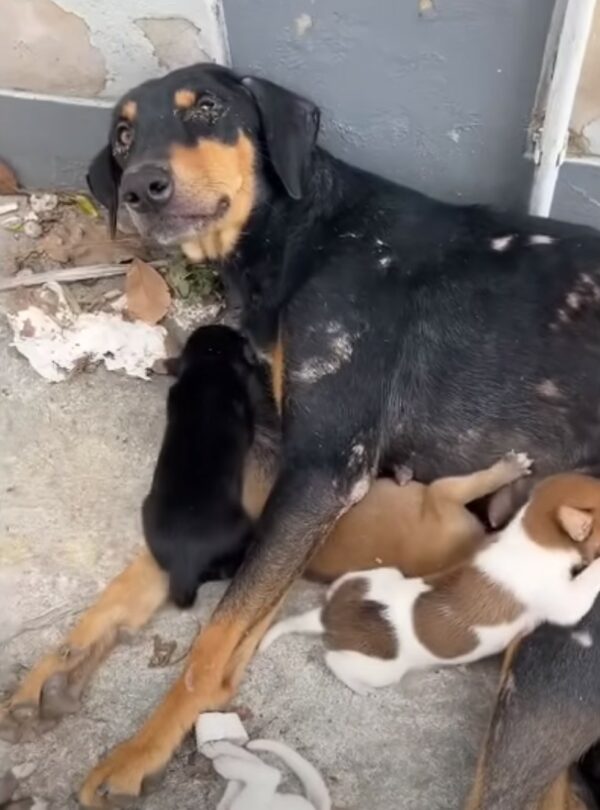 A Mother's Determination: How One Injured Dog Transformed Her Puppies' Lives-1