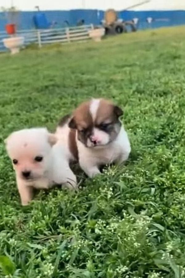 A Park's Hidden Secret: Crying Newborn Puppies Found Abandoned-1