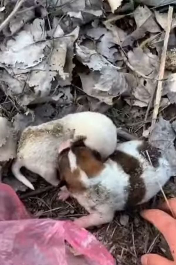 A Park's Hidden Secret: Crying Newborn Puppies Found Abandoned-1