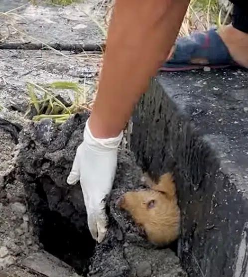 A Puppy Trapped in Tar Finds a Miraculous Rescue-1