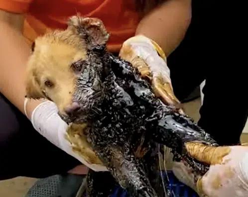 A Puppy Trapped in Tar Finds a Miraculous Rescue-1