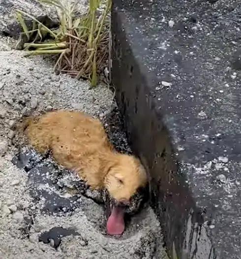 A Puppy Trapped in Tar Finds a Miraculous Rescue-1