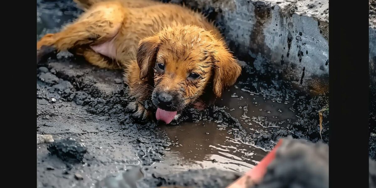 A Puppy Trapped in Tar Finds a Miraculous Rescue