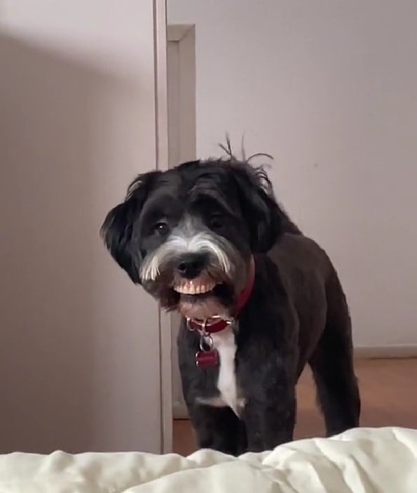 A Pup's Hilarious Misadventure Leaves Everyone in Stitches-1