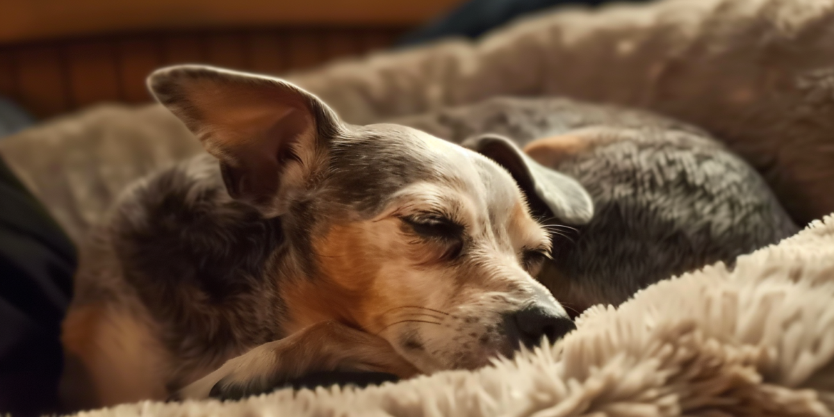 A Senior Pup's Life Transformed: From Neglect to a Cozy Haven