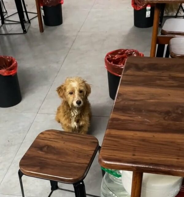 A Stray Dog's Desperate Plea Outside a Restaurant Will Leave You Speechless-1