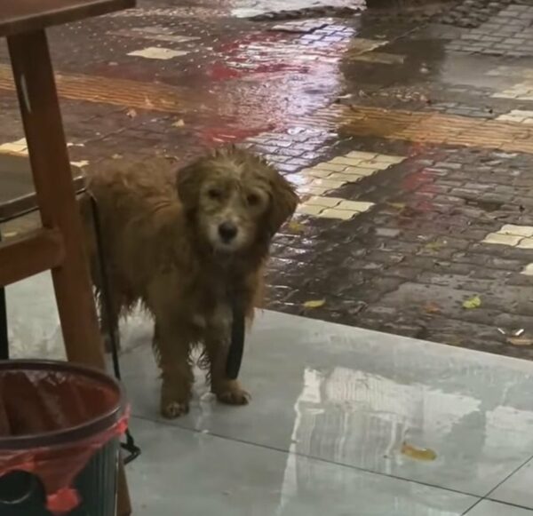 A Stray Dog's Desperate Plea Outside a Restaurant Will Leave You Speechless-1