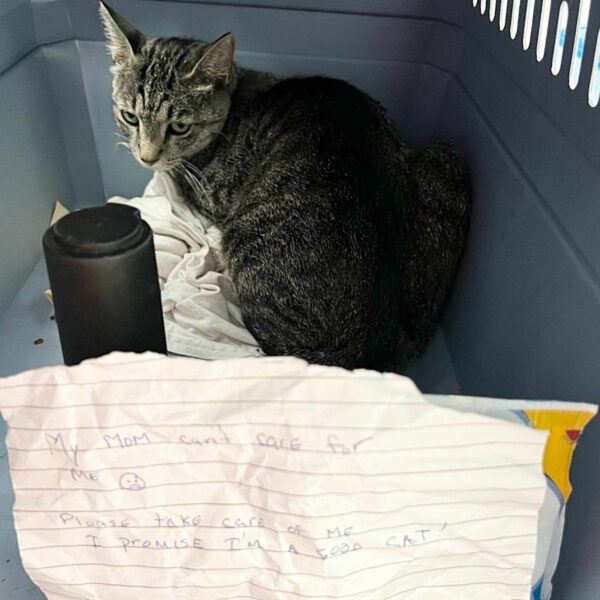 Abandoned Cat Found in Crate with Heartbreaking Note, Surprises Rescuers Days Later-1