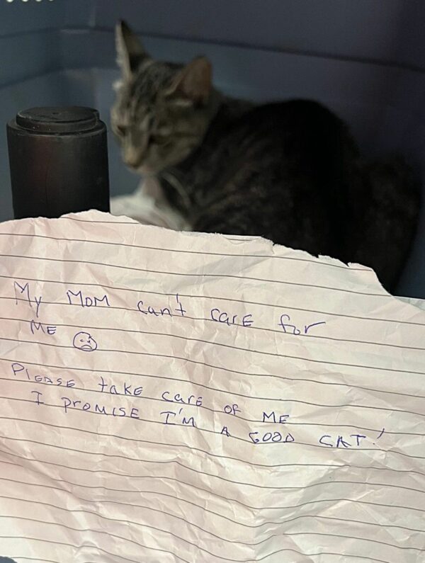 Abandoned Cat Found in Crate with Heartbreaking Note, Surprises Rescuers Days Later-1