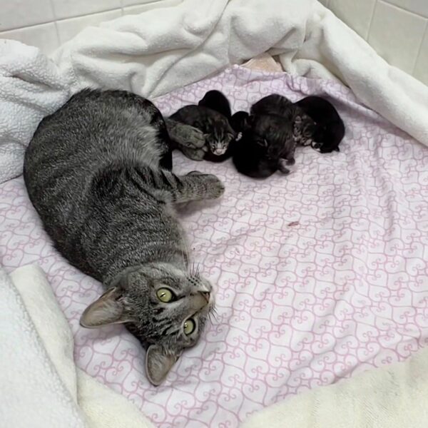 Abandoned Cat Found in Crate with Heartbreaking Note, Surprises Rescuers Days Later-1