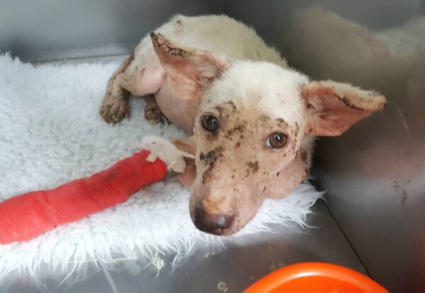 Abandoned Dog Waits in Field, Clinging to Hope Her Owners Will Return-1