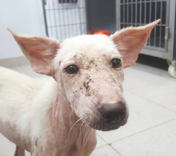 Abandoned Dog Waits in Field, Clinging to Hope Her Owners Will Return-1