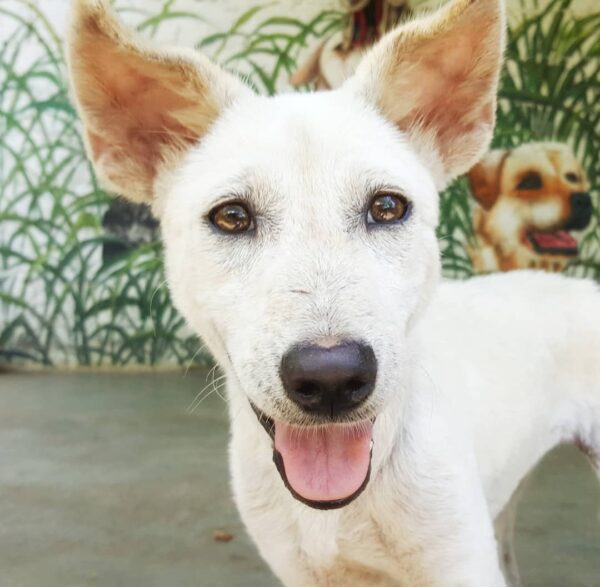 Abandoned Dog Waits in Field, Clinging to Hope Her Owners Will Return-1