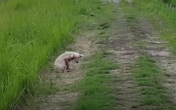 Abandoned Dog Waits in Field, Clinging to Hope Her Owners Will Return-1