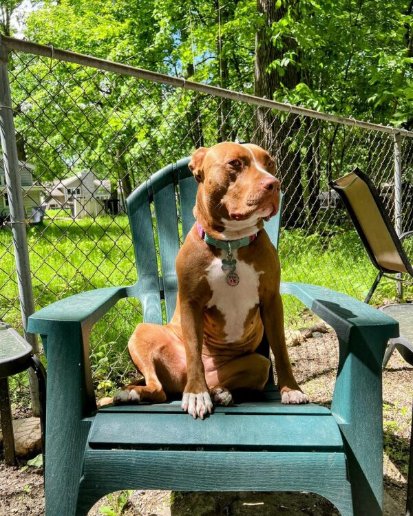 Abandoned Dog's Journey to Finding Her Soulmate at the Shelter-1