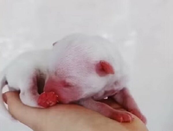 Abandoned Newborn Puppy’s Heart-Wrenching Journey to Finding a Forever Home-1