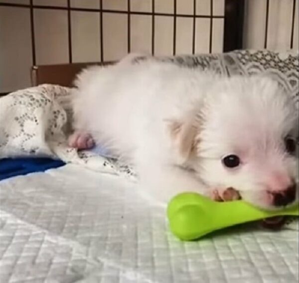 Abandoned Newborn Puppy’s Heart-Wrenching Journey to Finding a Forever Home-1