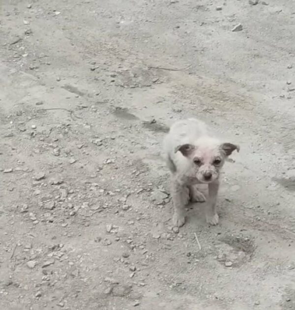 Abandoned Puppy Covered in Scales Makes an Unbelievable Transformation-1