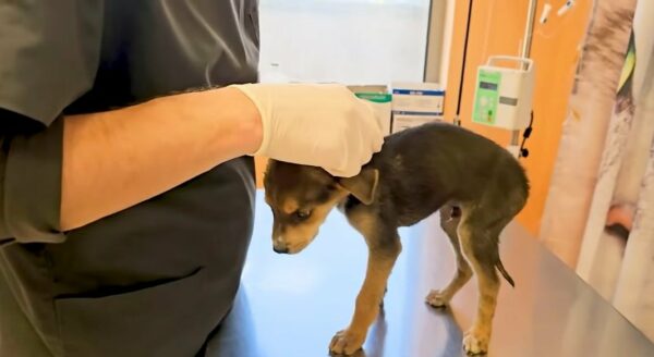 Abandoned Puppy Left To Cry Finds Unexpected Heroes In Heart-Stopping Rescue-1