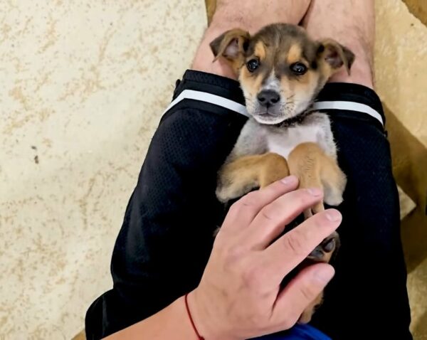 Abandoned Puppy Left To Cry Finds Unexpected Heroes In Heart-Stopping Rescue-1