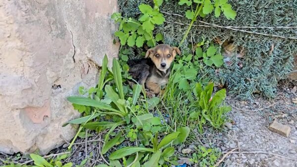 Abandoned Puppy Left To Cry Finds Unexpected Heroes In Heart-Stopping Rescue-1