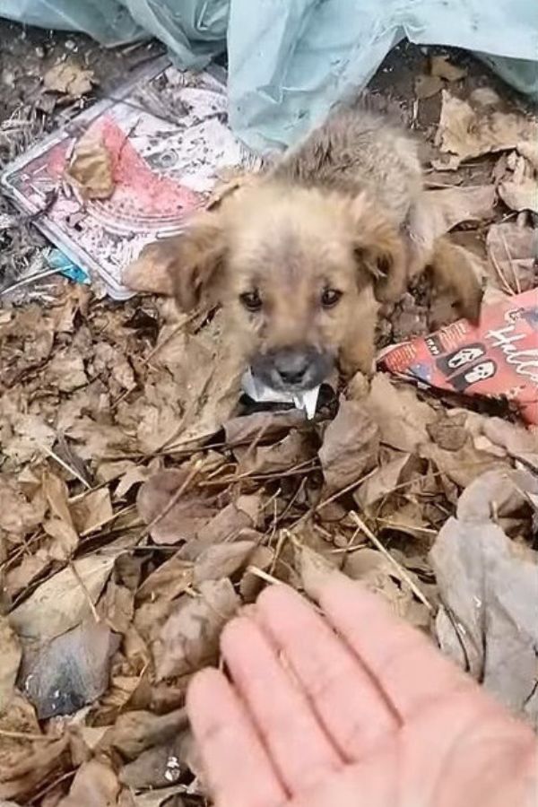 Abandoned Pup's Miraculous Journey from Landfill to Loving Arms-1