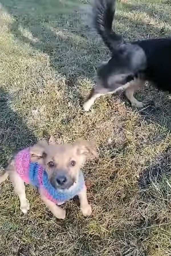 Abandoned Pup's Miraculous Journey from Landfill to Loving Arms-1