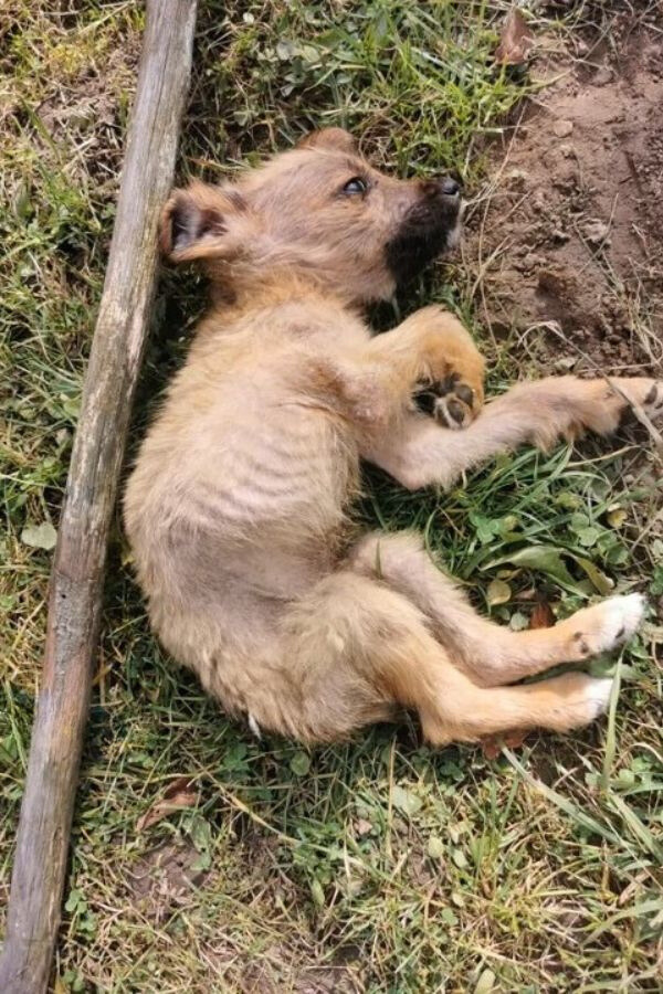 Abandoned Pup's Miraculous Journey from Landfill to Loving Arms-1