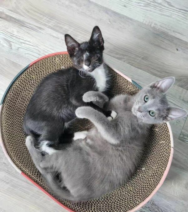 Blind Kitten Finds Unbreakable Bond with Gray Cat: Their Story Will Melt Your Heart-1