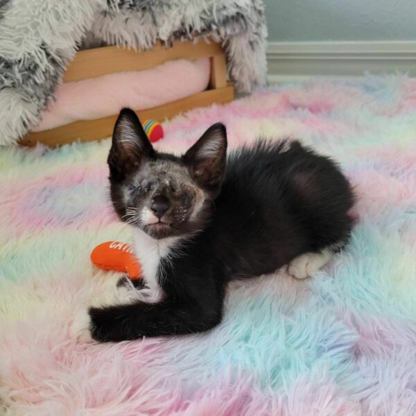 Blind Kitten Finds Unbreakable Bond with Gray Cat: Their Story Will Melt Your Heart-1