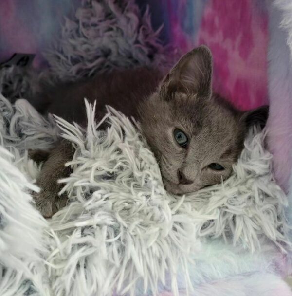 Blind Kitten Finds Unbreakable Bond with Gray Cat: Their Story Will Melt Your Heart-1