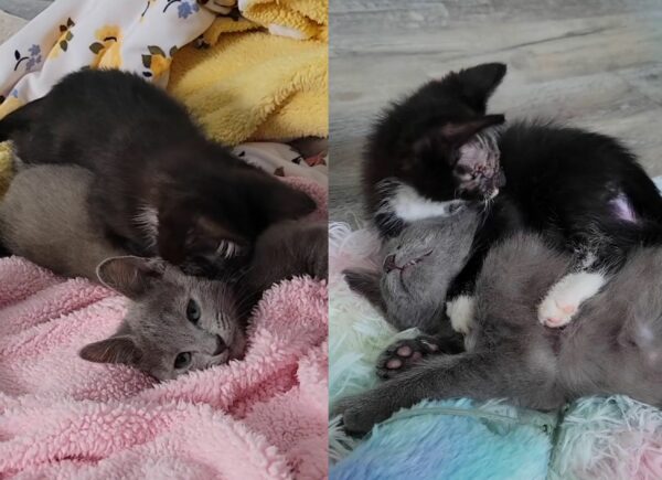 Blind Kitten Finds Unbreakable Bond with Gray Cat: Their Story Will Melt Your Heart-1