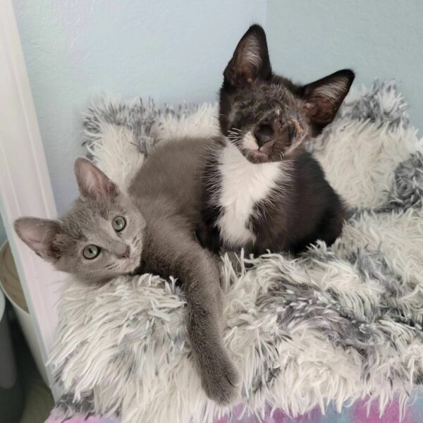 Blind Kitten Finds Unbreakable Bond with Gray Cat: Their Story Will Melt Your Heart-1