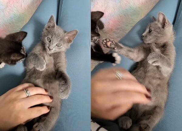 Blind Kitten Finds Unbreakable Bond with Gray Cat: Their Story Will Melt Your Heart-1