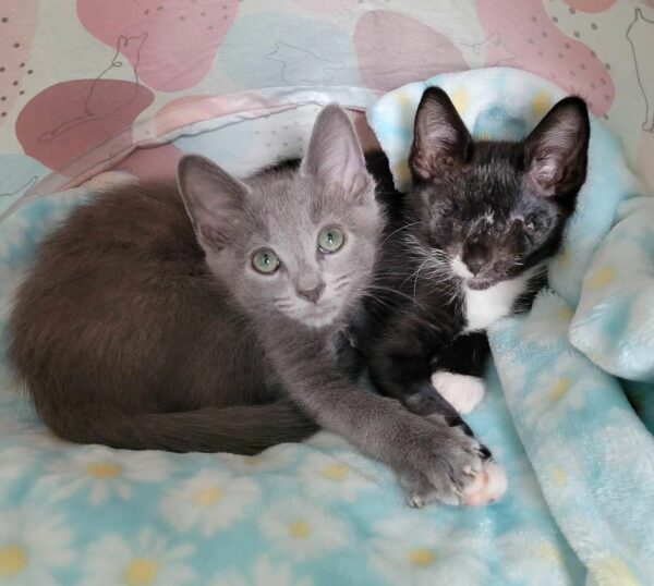 Blind Kitten Finds Unbreakable Bond with Gray Cat: Their Story Will Melt Your Heart-1