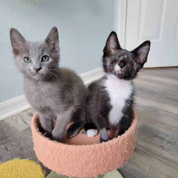 Blind Kitten Finds Unbreakable Bond with Gray Cat: Their Story Will Melt Your Heart-1