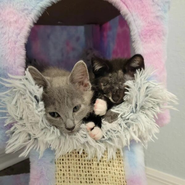 Blind Kitten Finds Unbreakable Bond with Gray Cat: Their Story Will Melt Your Heart-1