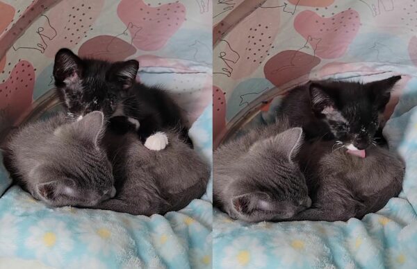 Blind Kitten Finds Unbreakable Bond with Gray Cat: Their Story Will Melt Your Heart-1