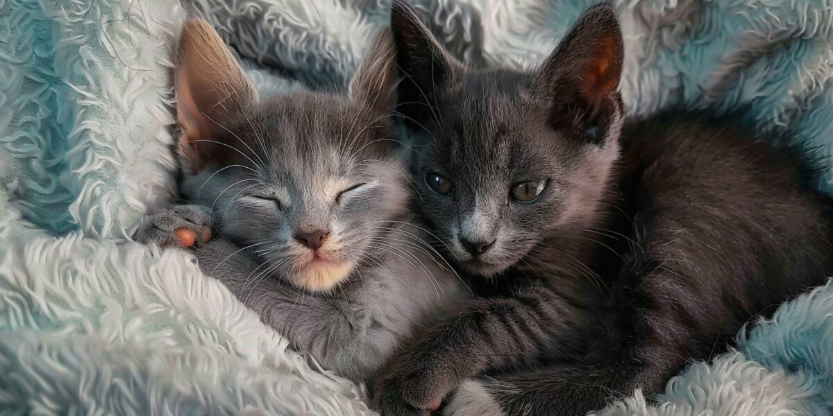 Blind Kitten Finds Unbreakable Bond with Gray Cat: Their Story Will Melt Your Heart