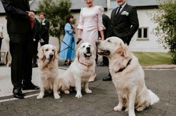 Couple's Wedding Takes an Unexpected Turn with Adorable Four-Legged Guests-1