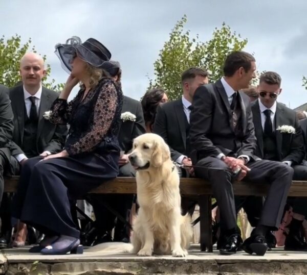 Couple's Wedding Takes an Unexpected Turn with Adorable Four-Legged Guests-1