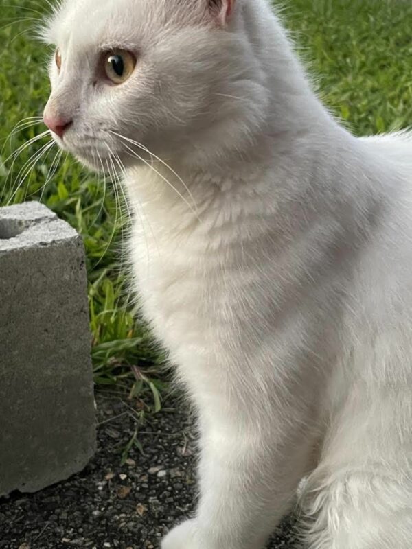 Deaf Cat's Journey from Stray to Beloved Family Member Will Melt Your Heart-1