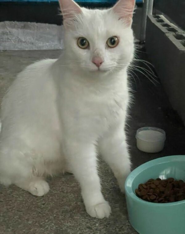 Deaf Cat's Journey from Stray to Beloved Family Member Will Melt Your Heart-1